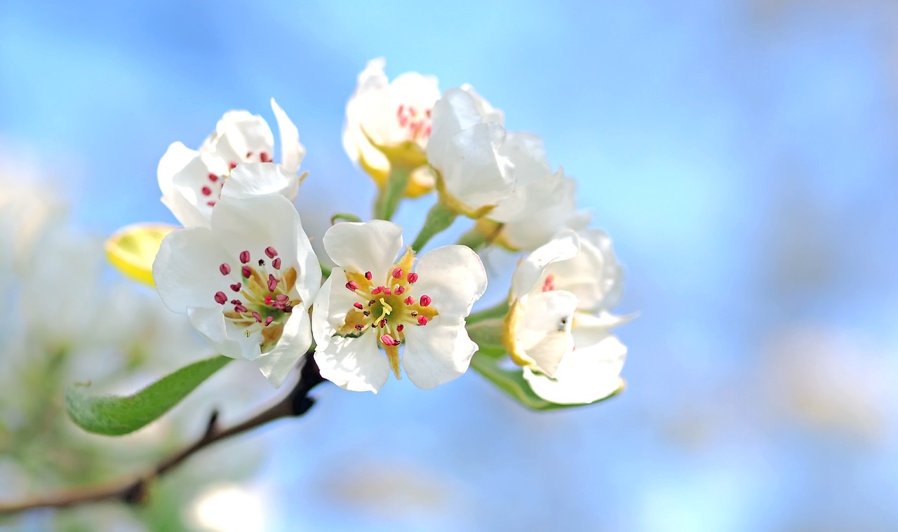 apple blossom, flowers, tree-1368187.jpg